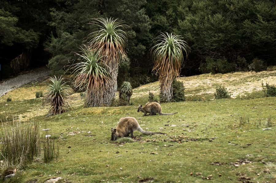 Cradle Mountain National Park by Coach from Launceston - Ashgrove Cheese Farm on the return trip