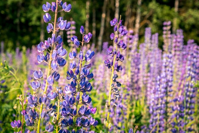 Crater Lake National Park Self-Guided Driving Audio Tour - Wizard Island gives the lake its most famous landmark