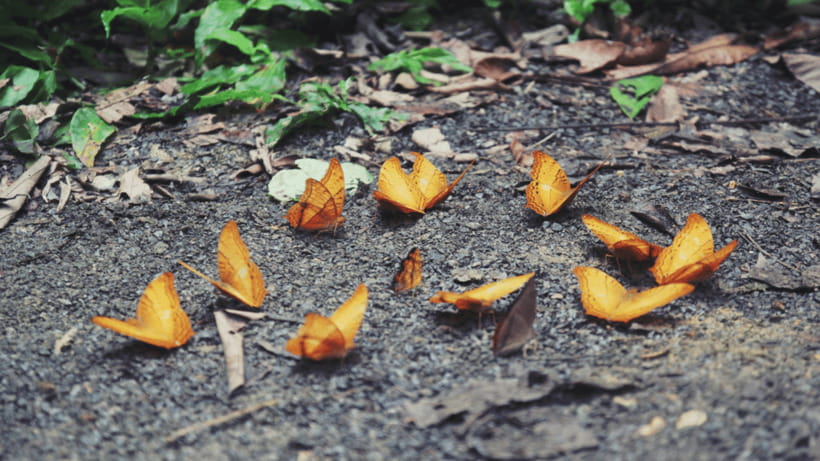 Cuc Phuong National Park Hiking Tour - What to pack for the forest
