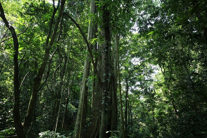 Cuc Phuong National Park Private Day Tour: Trekking & Primates - Entering the Cave of Pre-historic Man