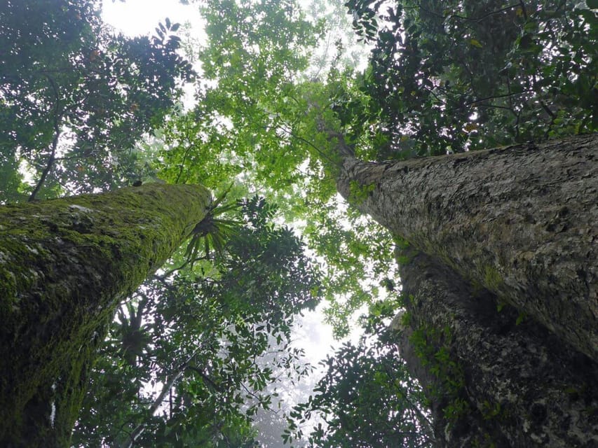 CUC PHUONG NATIONAL PARK - VAN LONG DAI LY TOUR DAY TRIP - The trek to the thousand-year-old tree