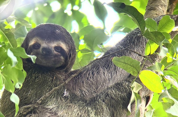 Customized Nature Walk in Manuel Antonio National Park - What the $25 price really includes
