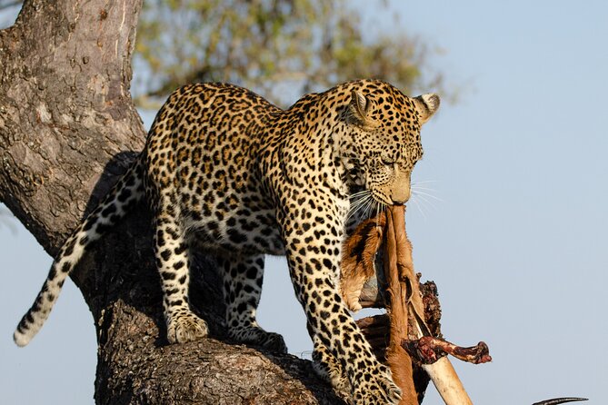 Daily Pilanesberg National Park Private Shuttle Services - Key points to know before booking