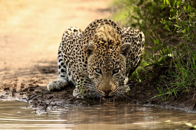 Daily Pilanesberg National Park Private Shuttle Services - Meeting your driver at the airport
