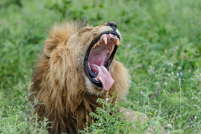 Daily Pilanesberg National Park Private Shuttle Services - Arriving at Sun City Resort Town