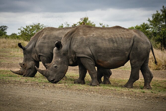 Daily Pilanesberg National Park Private Shuttle Services - Why a private transfer can be worth the price