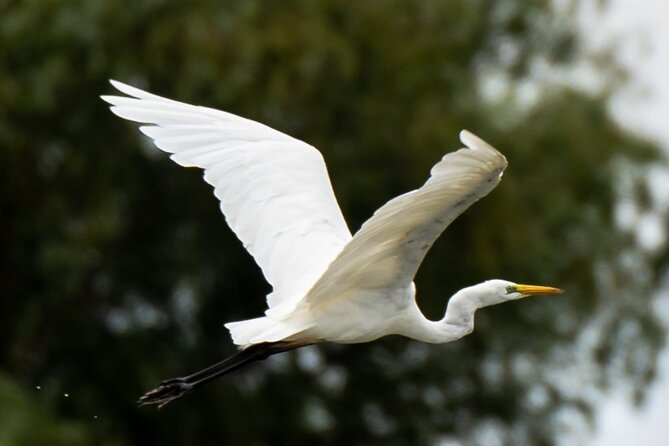 Danube Delta - Private Tour with Boat Trip & Traditional Lunch - Price, extra cash, and overall value