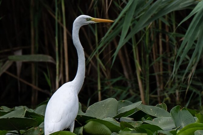 Danube Delta - Private Tour with Boat Trip & Traditional Lunch - The main drawbacks to weigh honestly