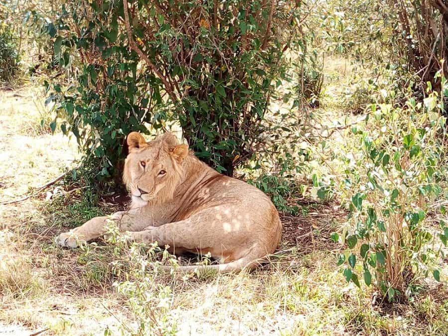 Dar el Salam: Full-Day Mikumi National Park Tour - What the game drive is likely to feel like