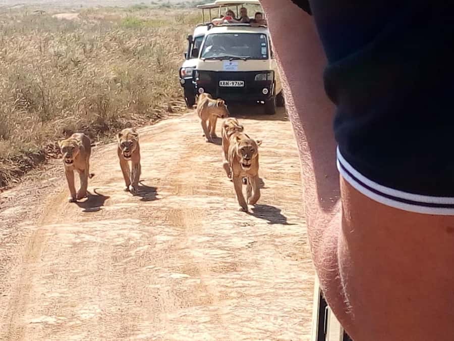 Dar el Salam: Full-Day Mikumi National Park Tour - What the guide adds to the experience