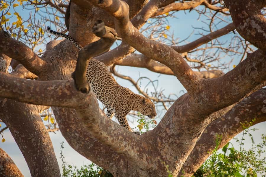 Dar el Salam: Full-Day Mikumi National Park Tour - Who should book this Mikumi day trip?