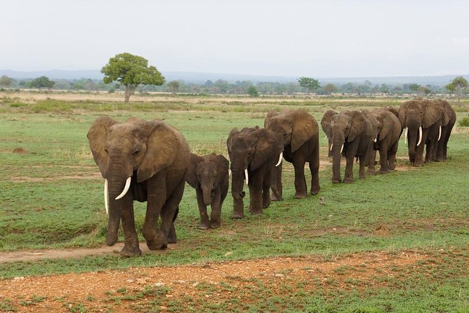 Dar Es Salaam: Day Trip Safari to Mikumi National Park by Train - Key points to know before booking
