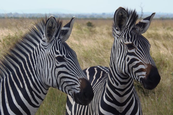 Dar Es Salaam: Day Trip Safari to Mikumi National Park by Train - Returning to Morogoro and Dar es Salaam