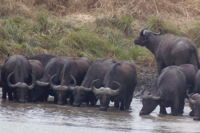 Dar Es Salaam: Day Trip Safari to Mikumi National Park by Train - What the $300 price means