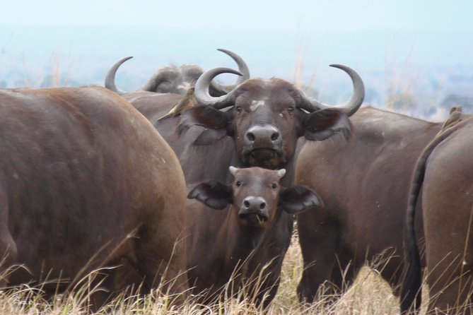 Dar Es Salaam: Day Trip Safari to Mikumi National Park by Train - The 6:00am train to Morogoro