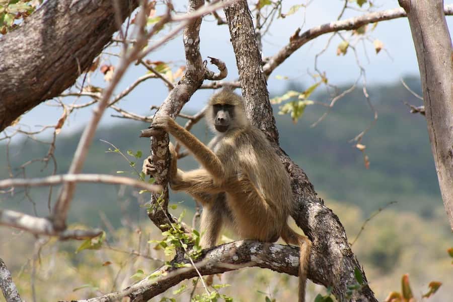 Dar es Salaam: Mikumi National Park Day Trip with Lunch - Key points at a glance
