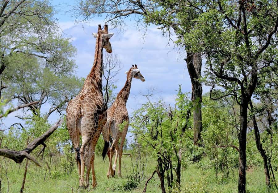 Dar es Salaam: Mikumi National Park Day Trip with Lunch - Why Mikumi works for a one-day safari from Dar es Salaam