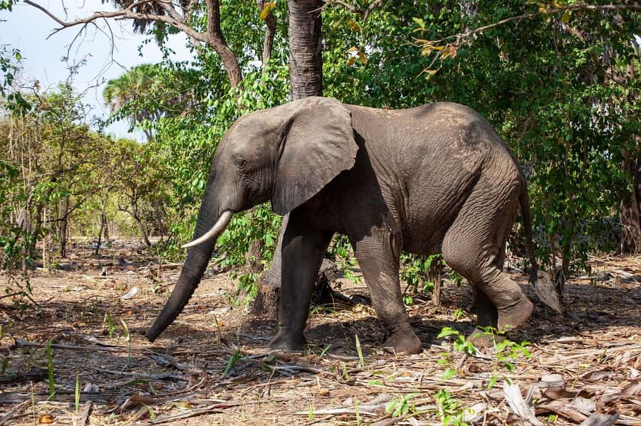 Dar es Salaam: Mikumi National Park Day Trip with Lunch - Bush lunch inside the park