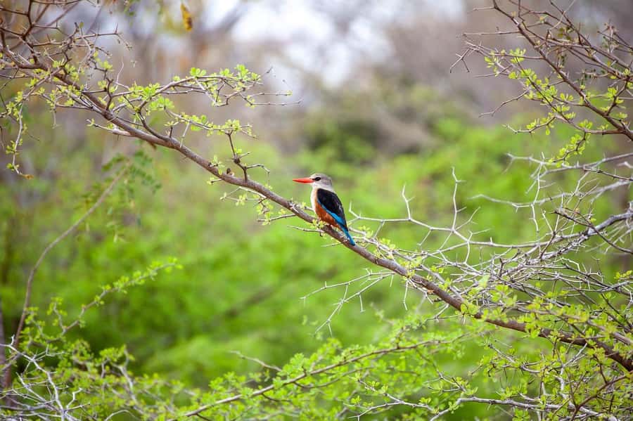 Dar es Salaam: Mikumi National Park Day Trip with Lunch - The afternoon drive and 4 PM departure