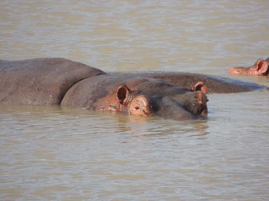 Dar es Salaam: Mikumi National Park Day Trip with Lunch - What the $304 price includes