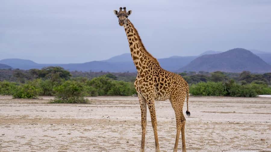 Dar es Salaam: Mikumi National Park Day Trip with Lunch - Who will enjoy this trip most