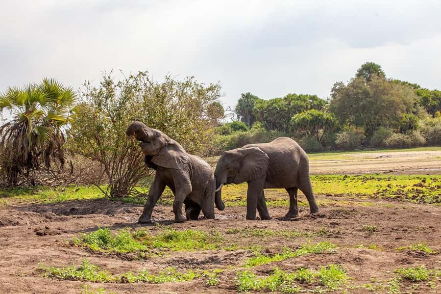 Dar es Salaam: Mikumi National Park Day Trip with Lunch - A strong guide can shape the whole day