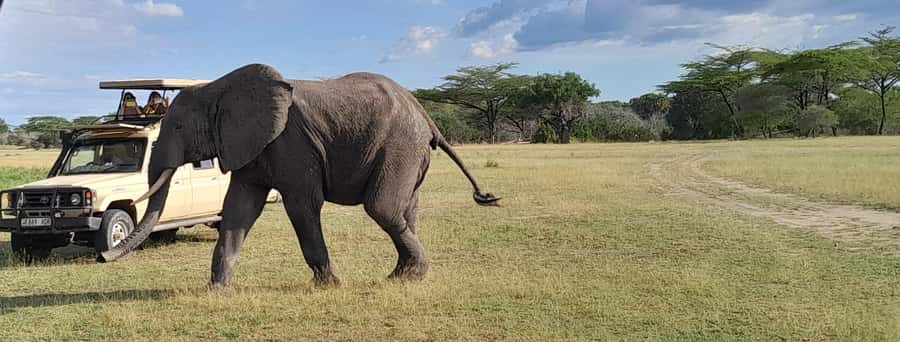 Dar es Salaam: Mikumi National Park Day Trip with Train Ride - What the guide adds to the experience