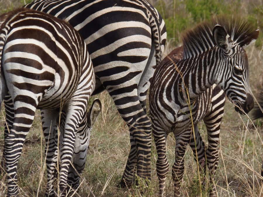 Dar es Salaam: Mikumi National Park Day Trip with Train Ride - Is $400 a fair price for one day?