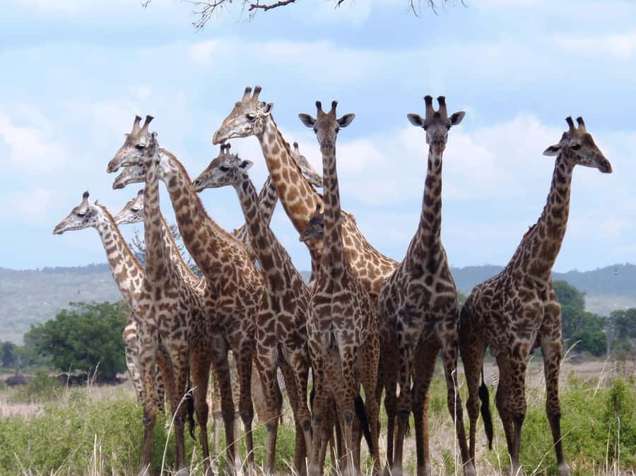 Dar es Salaam: Mikumi National Park Day Trip with Train Ride - The return through Morogoro and late train