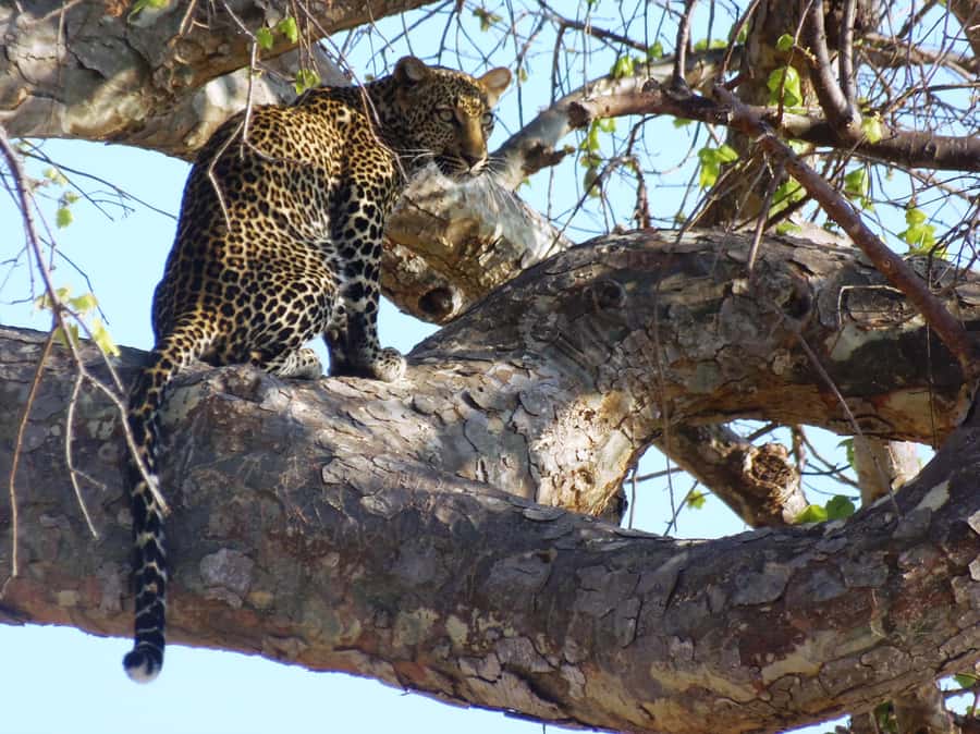 Dar es Salaam: Mikumi National Park Day Trip with Train Ride - What to pack for this particular day