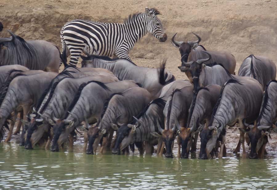 Dar es Salaam: Mikumi National Park Day Trip with Train Ride - Should you book this train and safari combination?