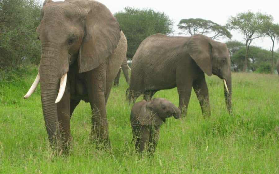 Dar Es Salaam: Overnight Safari at Mikumi National Park - Why Mikumi works from Dar es Salaam