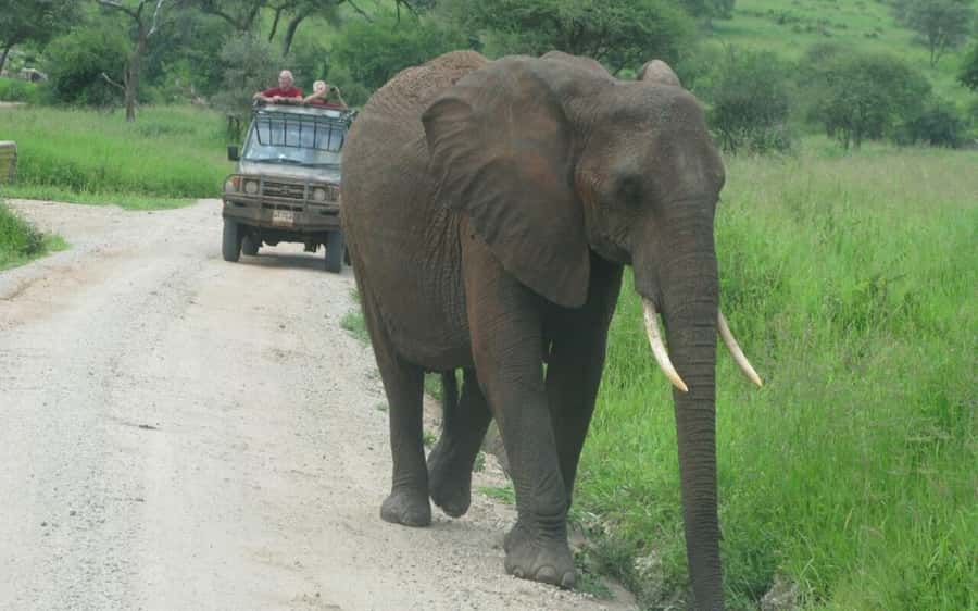 Dar Es Salaam: Overnight Safari at Mikumi National Park - Afternoon game drive among elephants and buffaloes