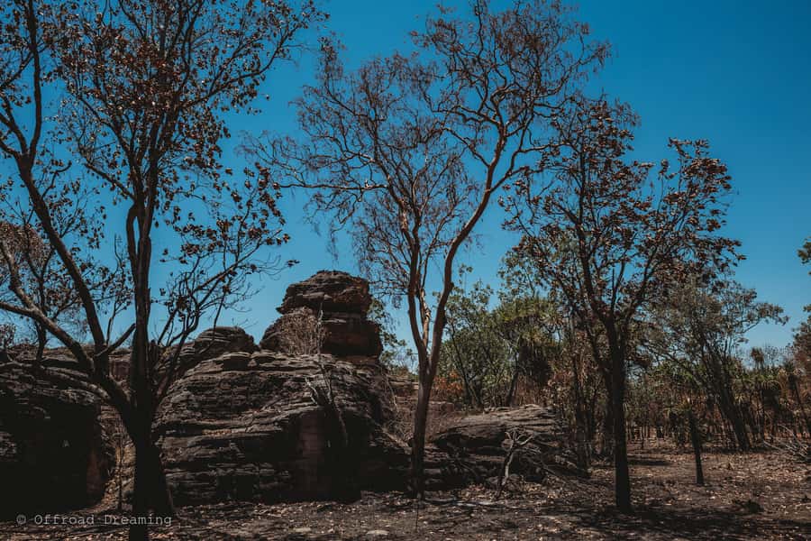 Darwin: Kakadu National Park Day Tour with Lunch - Wet-season changes in October and March