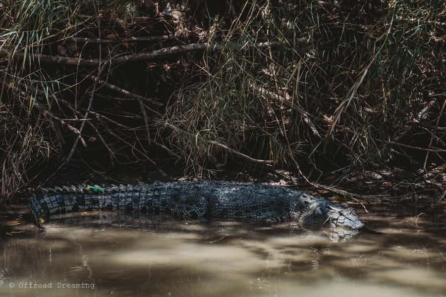 Darwin: Kakadu National Park Day Tour with Lunch - The early start from Darwin