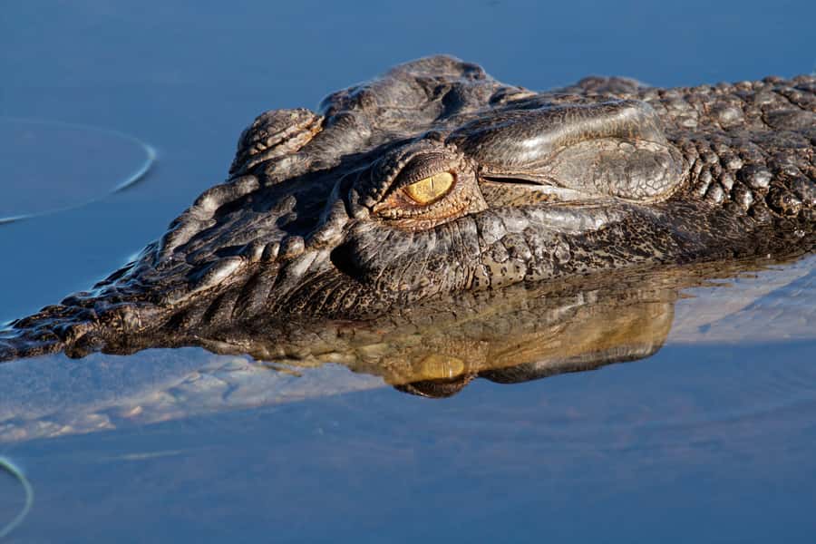 Darwin: Kakadu National Park Day Trip - Yellow Water Billabong by boat