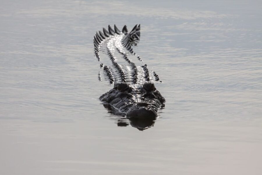 Darwin: Kakadu National Park Day Trip - Warradjan Cultural Centre in one focused hour