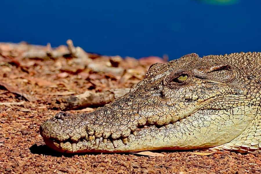 Darwin: Kakadu National Park & Wildlife Full Day Tour - The early run from Darwin to Adelaide River