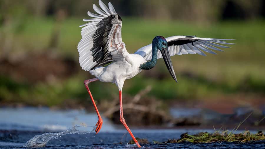 Darwin: Kakadu National Park, Yellow Water River Cruise - Kakadu wetlands and the bird hide