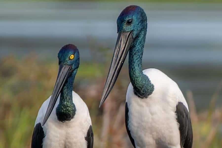 Darwin: Kakadu National Park, Yellow Water River Cruise - What the $424 price really covers