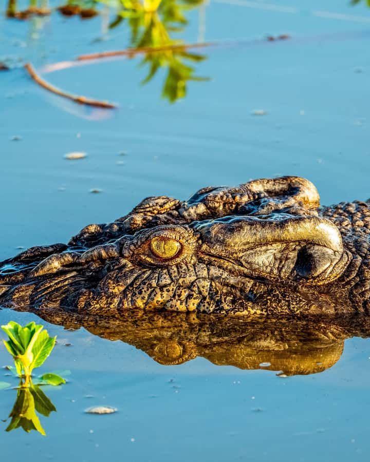 Darwin: Kakadu National Park, Yellow Water River Cruise - The small-group van and the return to Darwin