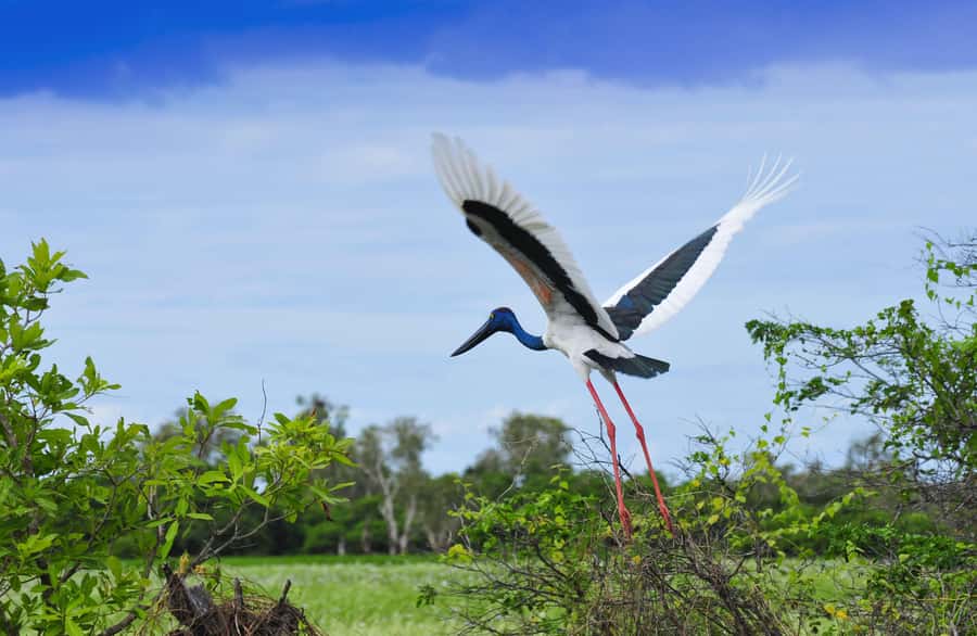 Darwin: Kakadu National Park, Yellow Water River Cruise - Who will enjoy this Kakadu day trip most