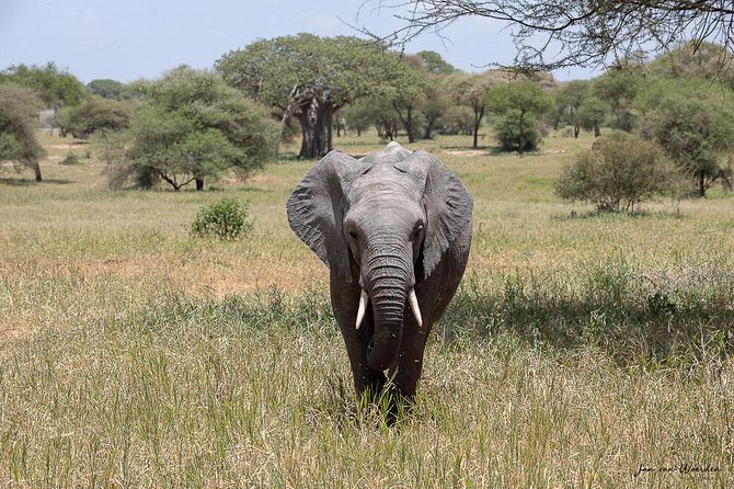 Day 1 Arusha – Lake Manyara National Park - Why Lake Manyara makes a good first safari
