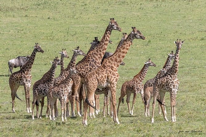 Day 1 Arusha – Lake Manyara National Park - The early drive from Arusha