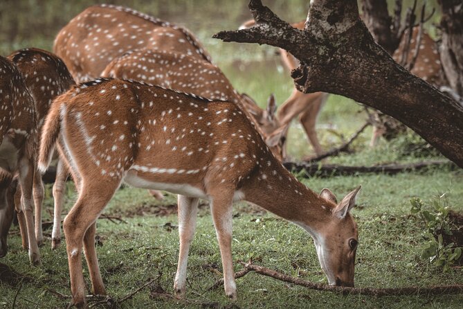Day Excursion to Yala National Park From Colombo - The early Colombo pickup and the road south