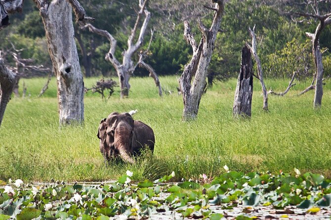 Day Excursion to Yala National Park From Colombo - Entering Yala for the three-hour Jeep safari