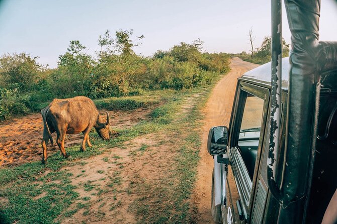 Day Excursion to Yala National Park From Colombo - What you will and will not see on the route