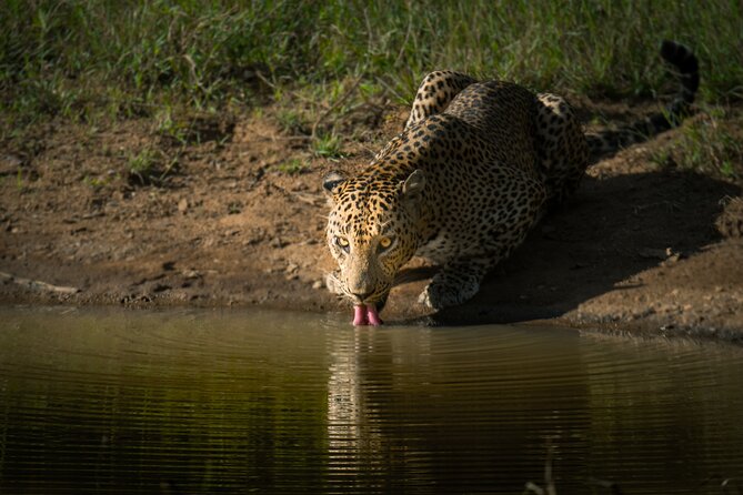 Day Excursion to Yala National Park From Colombo - Group size, comfort, and the pace of the day