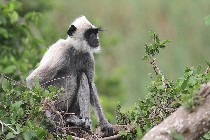 Day Excursion to Yala National Park From Colombo - What the included refreshments add