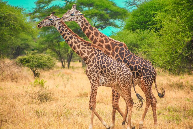 Day Safari Tour to Mikumi National Park - Flying from Zanzibar to a real mainland safari